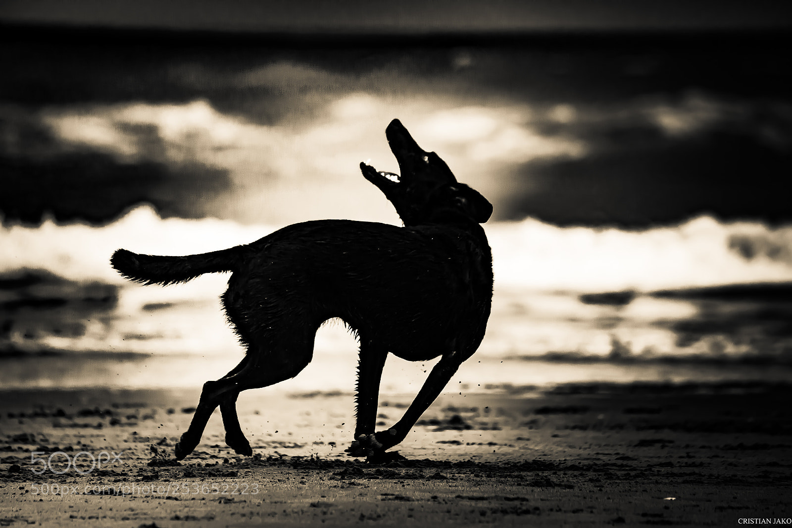 Nikon D3100 sample photo. Sea wolf photography