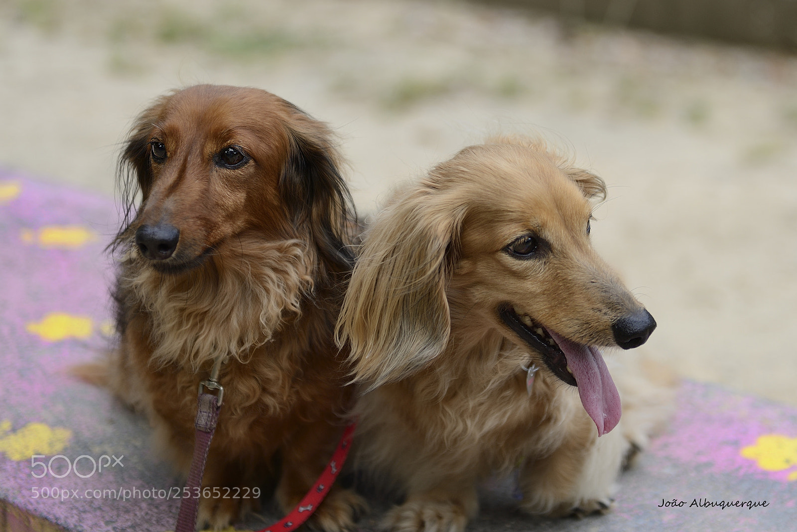 Nikon D600 sample photo. Ona & bella photography
