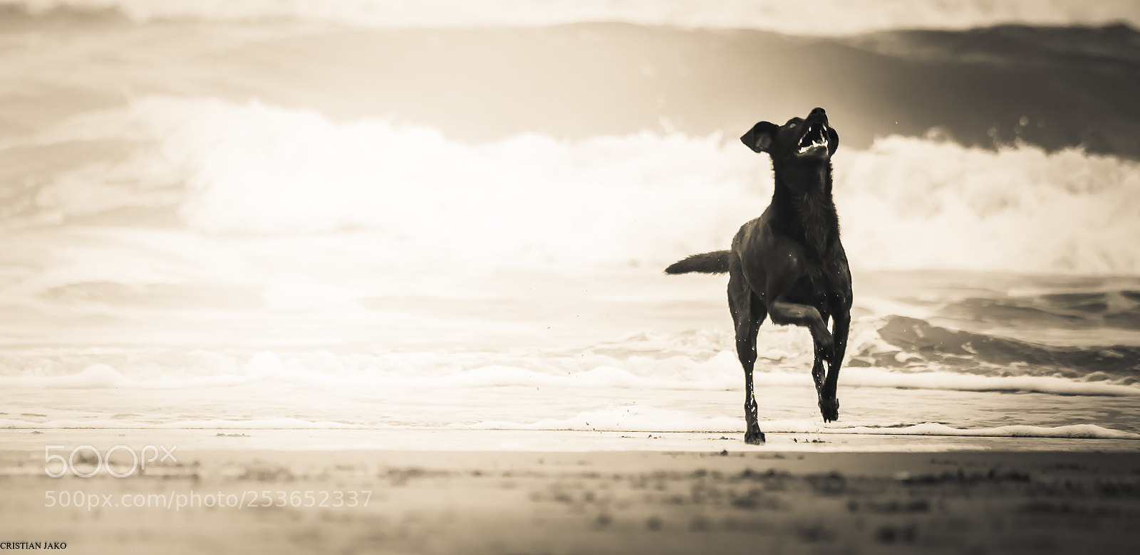 Nikon D3100 sample photo. Sea wolf photography