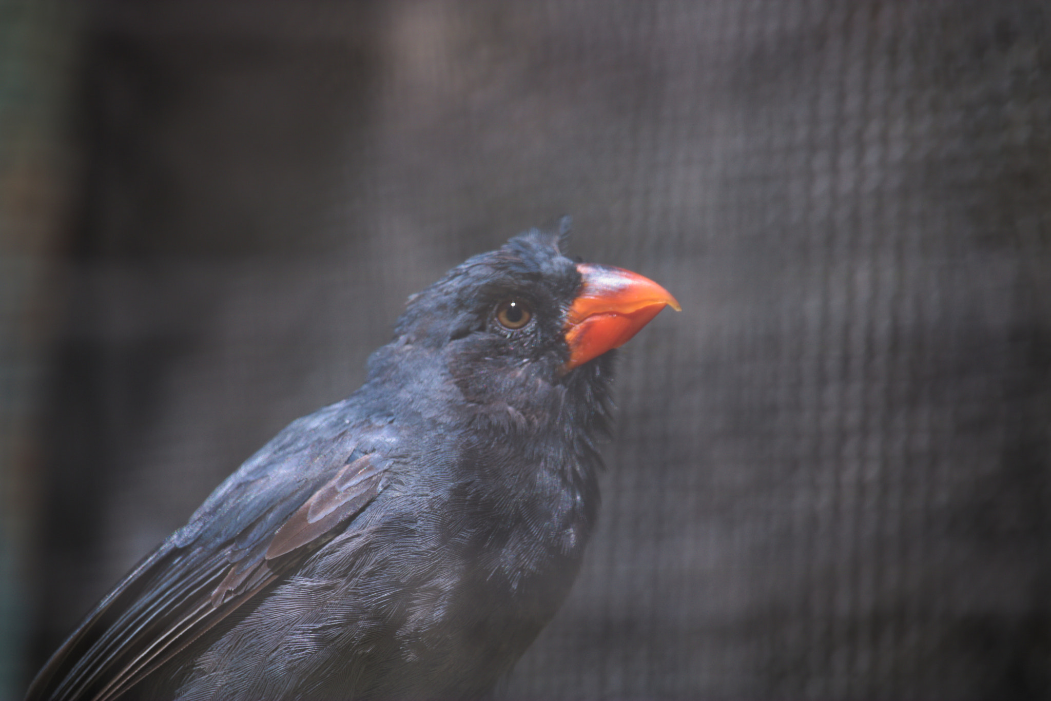 Canon EF-S 55-250mm F4-5.6 IS STM sample photo. Bico de pimenta photography