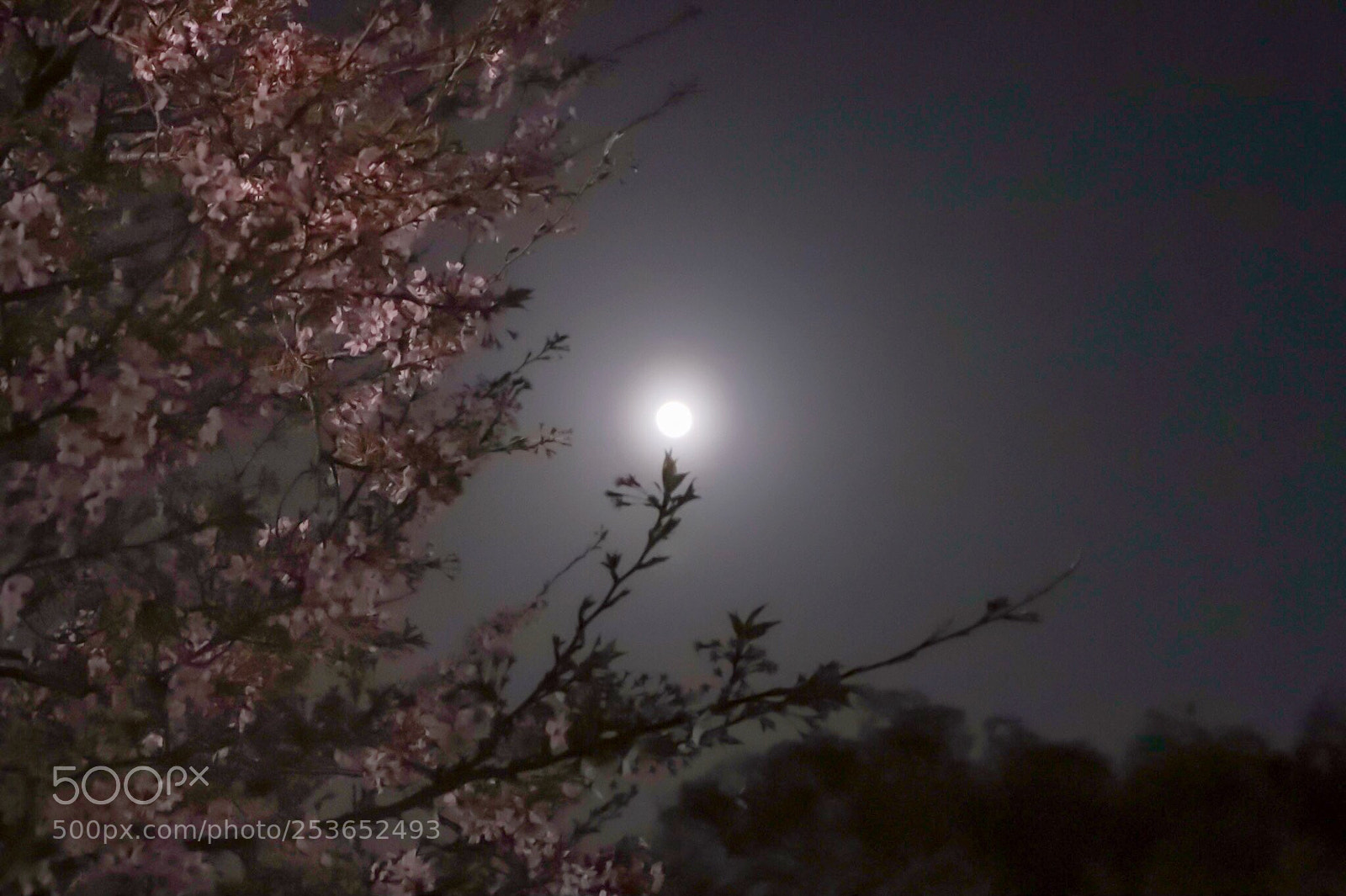 Canon EOS M5 sample photo. Full moon & cherry blossoms photography