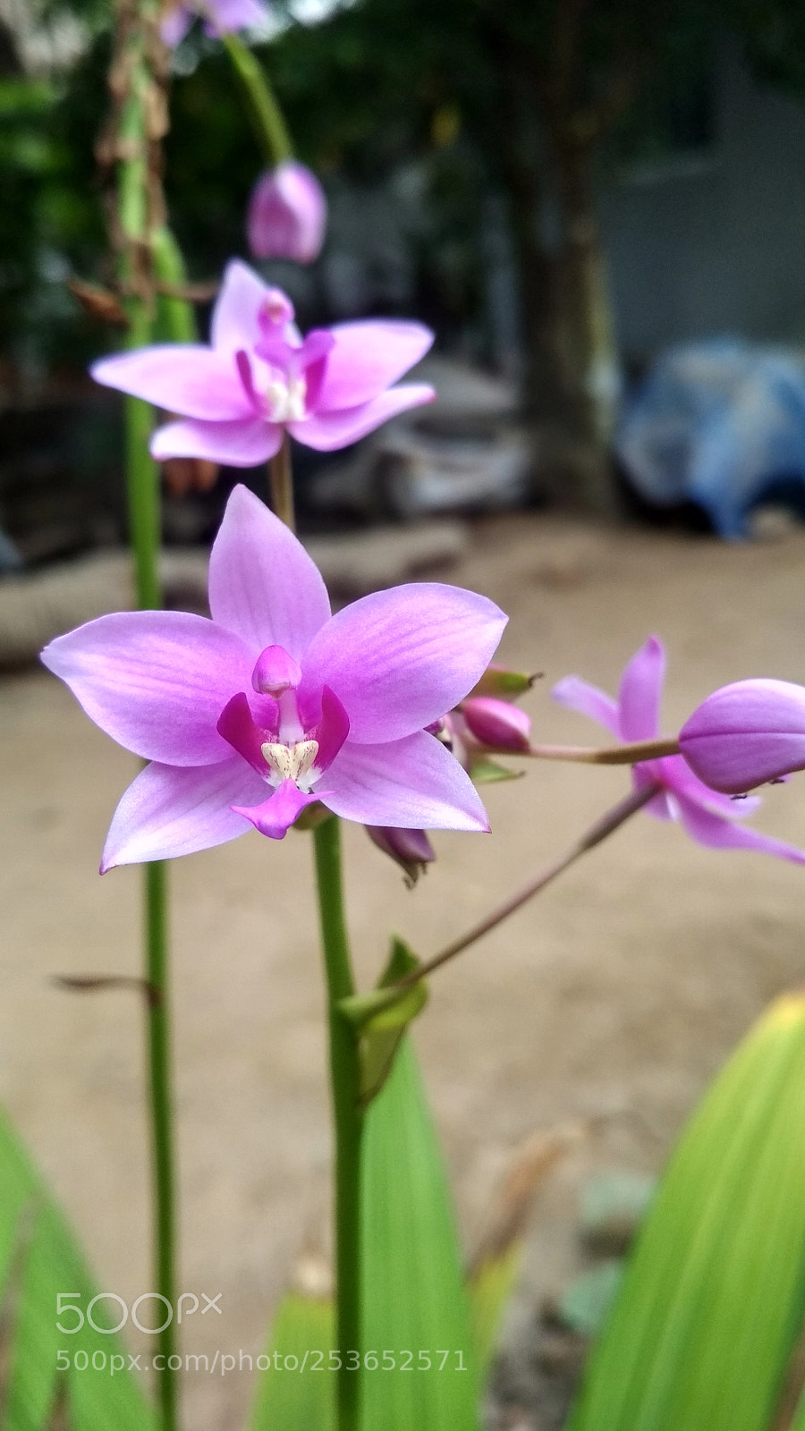 Xiaomi Redmi 4X sample photo. Untitled photography