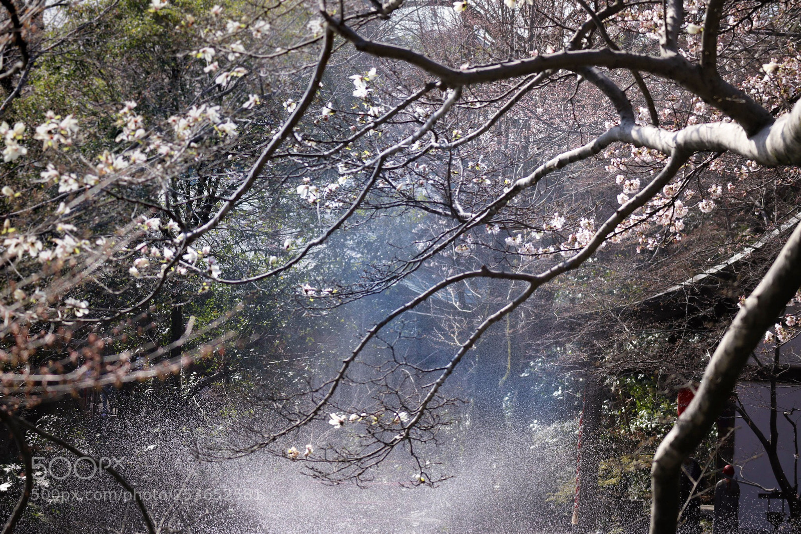 Canon EOS M5 sample photo. Cherry blossoms photography