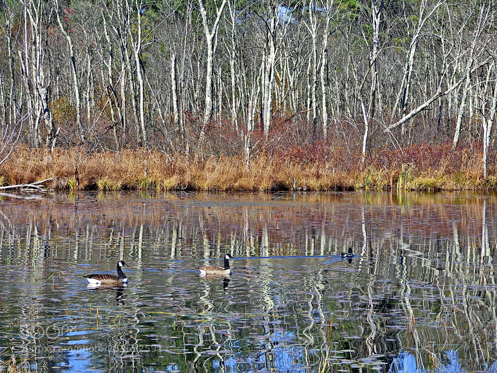 Panasonic Lumix DMC-FZ70 sample photo. Floating in the reflections photography