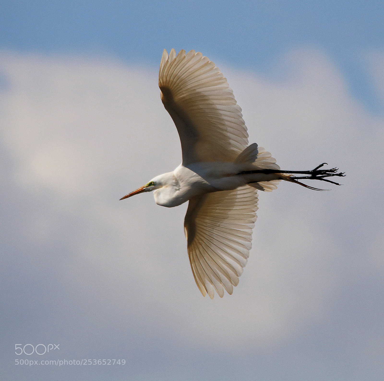Canon EOS 750D (EOS Rebel T6i / EOS Kiss X8i) sample photo. Egret in flight photography