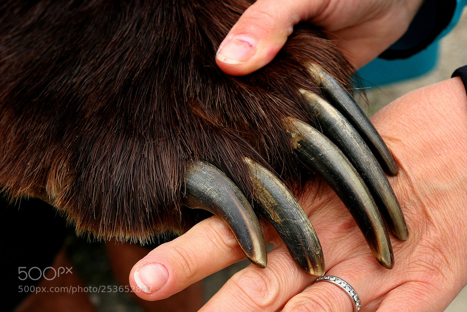Canon EOS 20D sample photo. Grisley bear paw photography