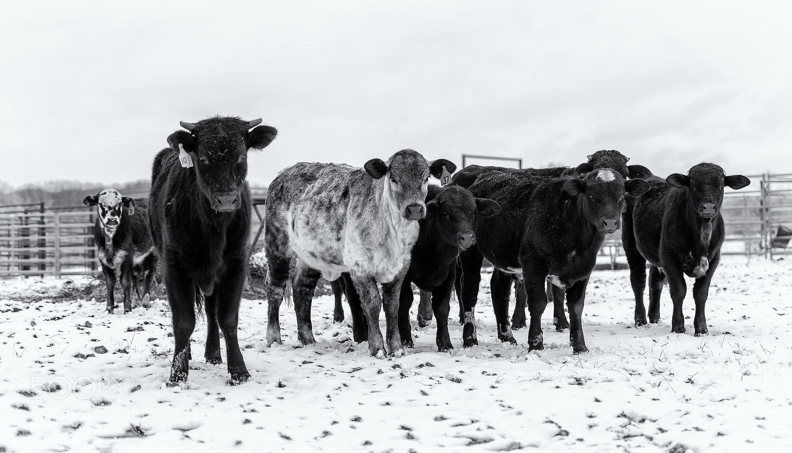Nikon D800E sample photo. The herd photography