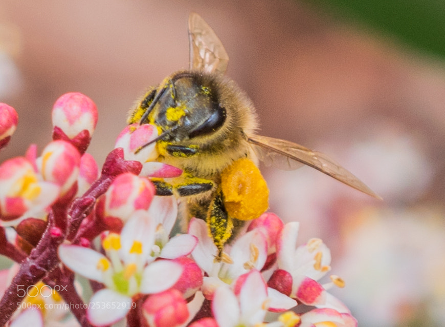 Nikon D5300 sample photo. Bee photography