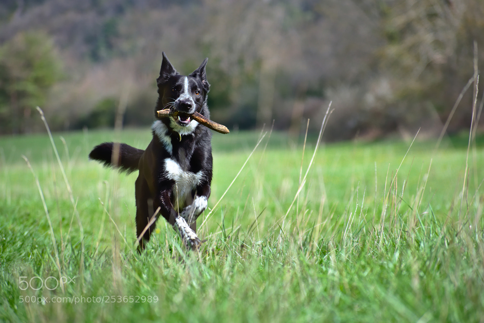 Nikon D5600 sample photo. I am happy photography