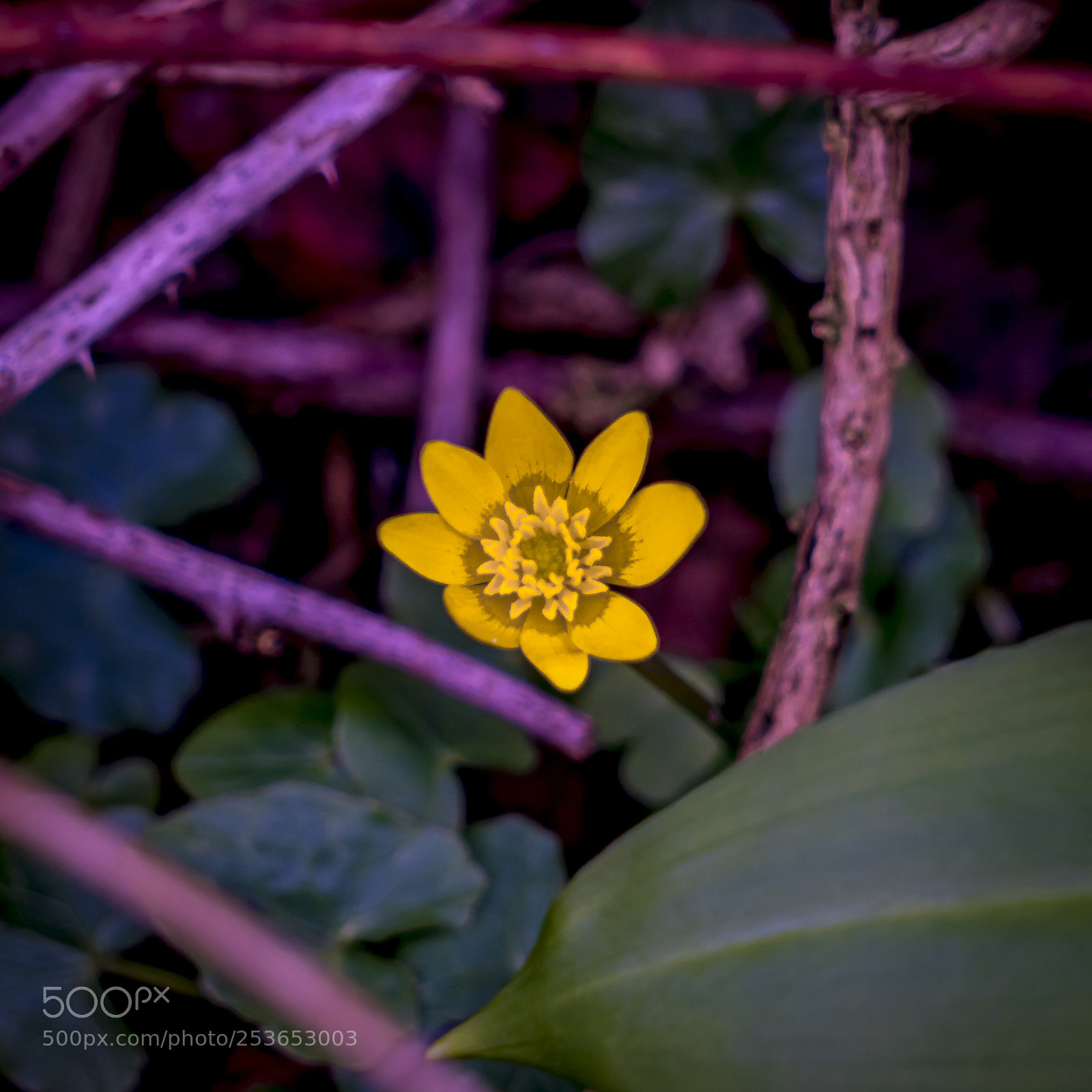 Sony a7R II sample photo. Suprises photography