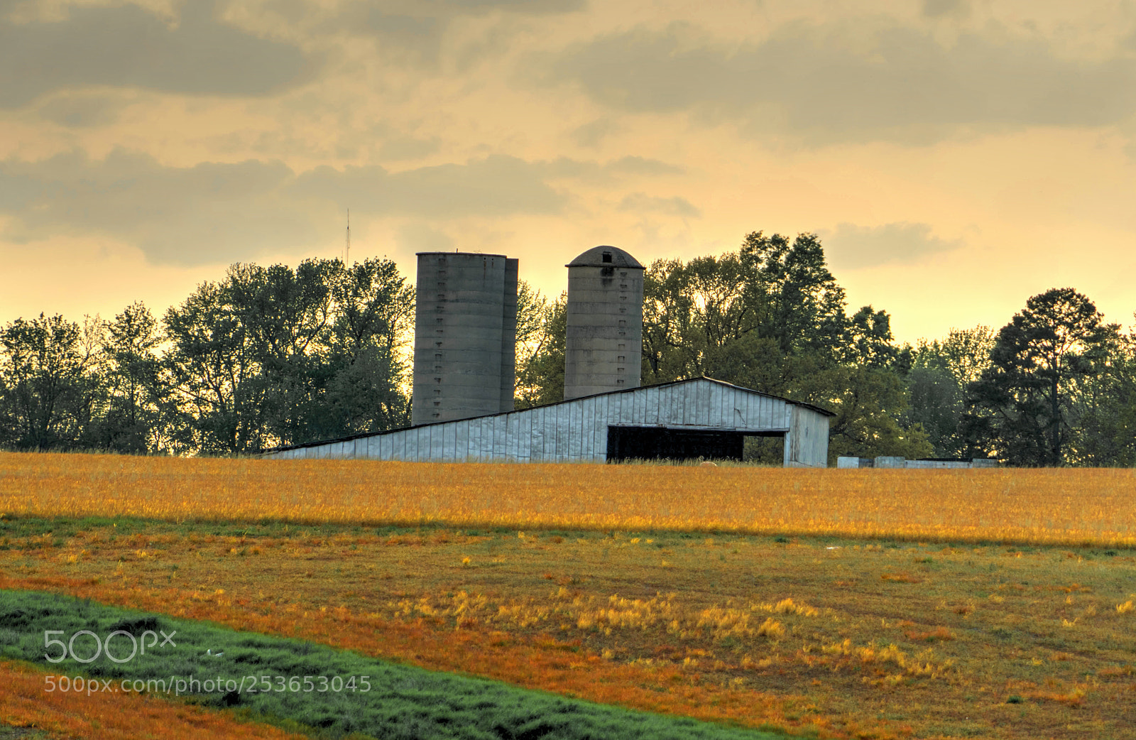 Sony a7 II sample photo. Golden fields photography