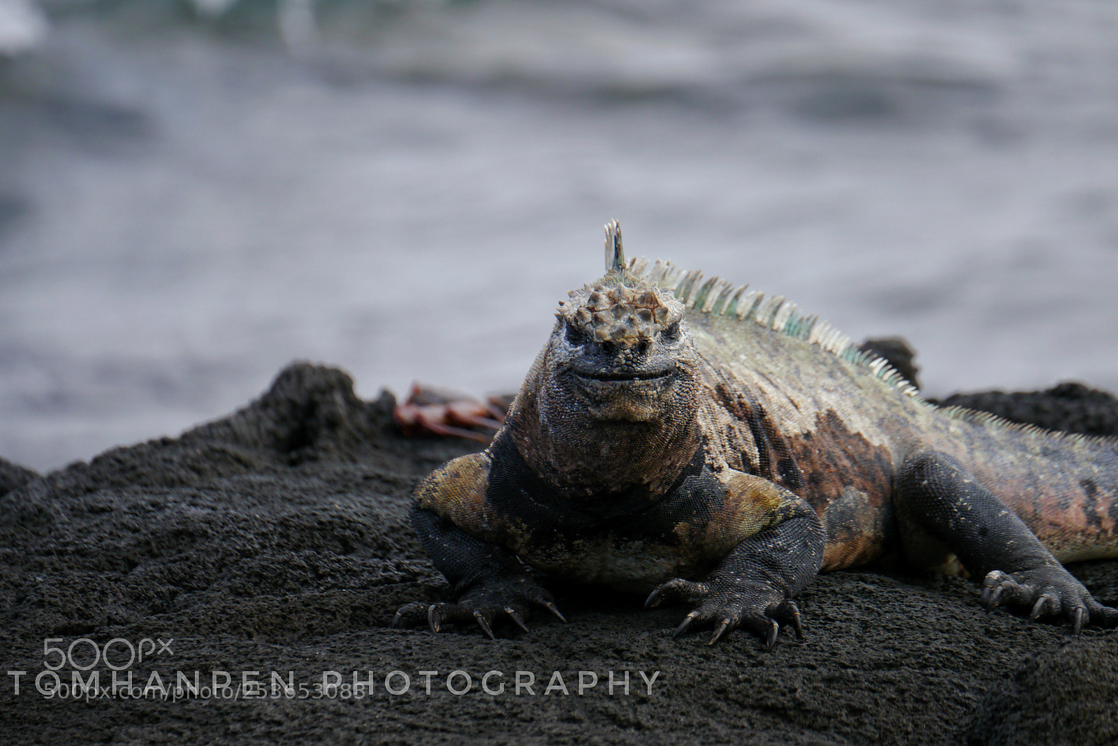 Panasonic Lumix DMC-G3 sample photo. Marine iguana fernandina photography