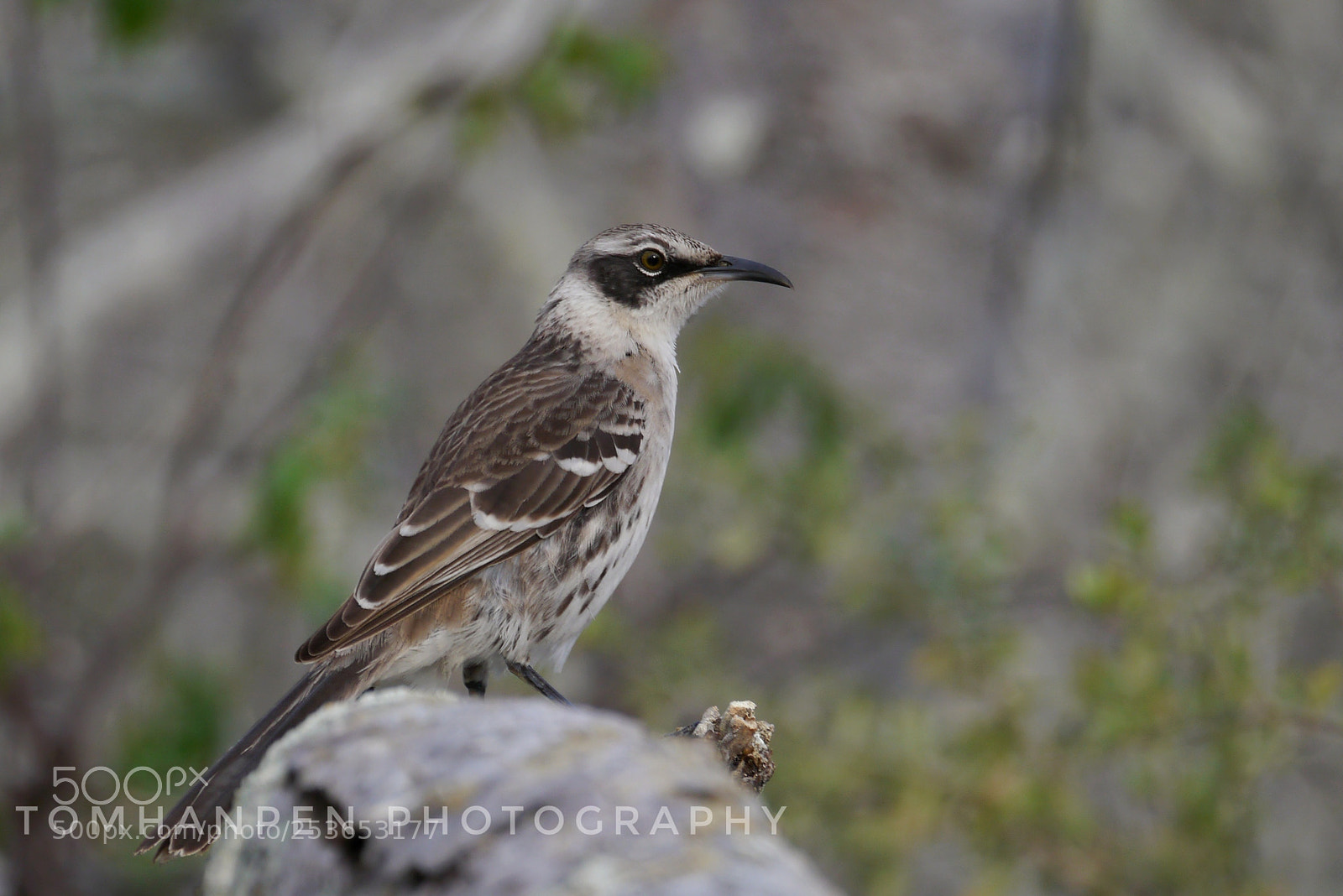 Panasonic Lumix DMC-G3 sample photo. Mockingbird on isabela photography