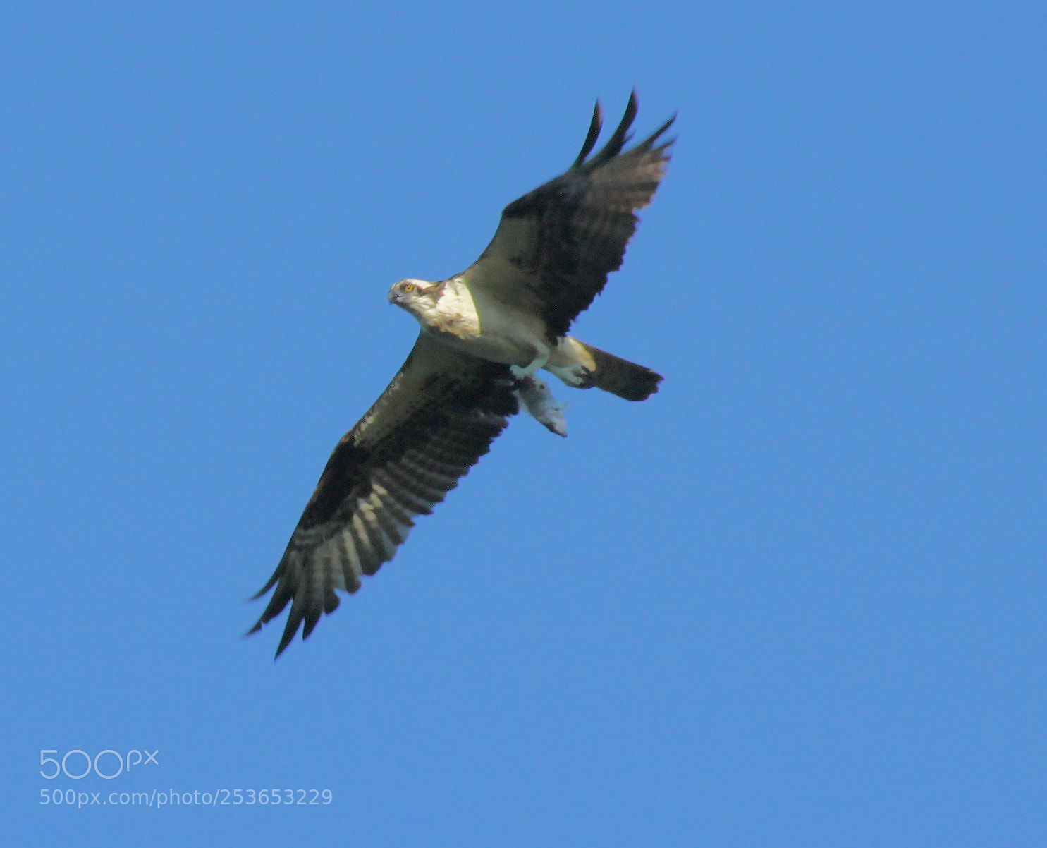 Canon EOS 50D sample photo. Osprey photography