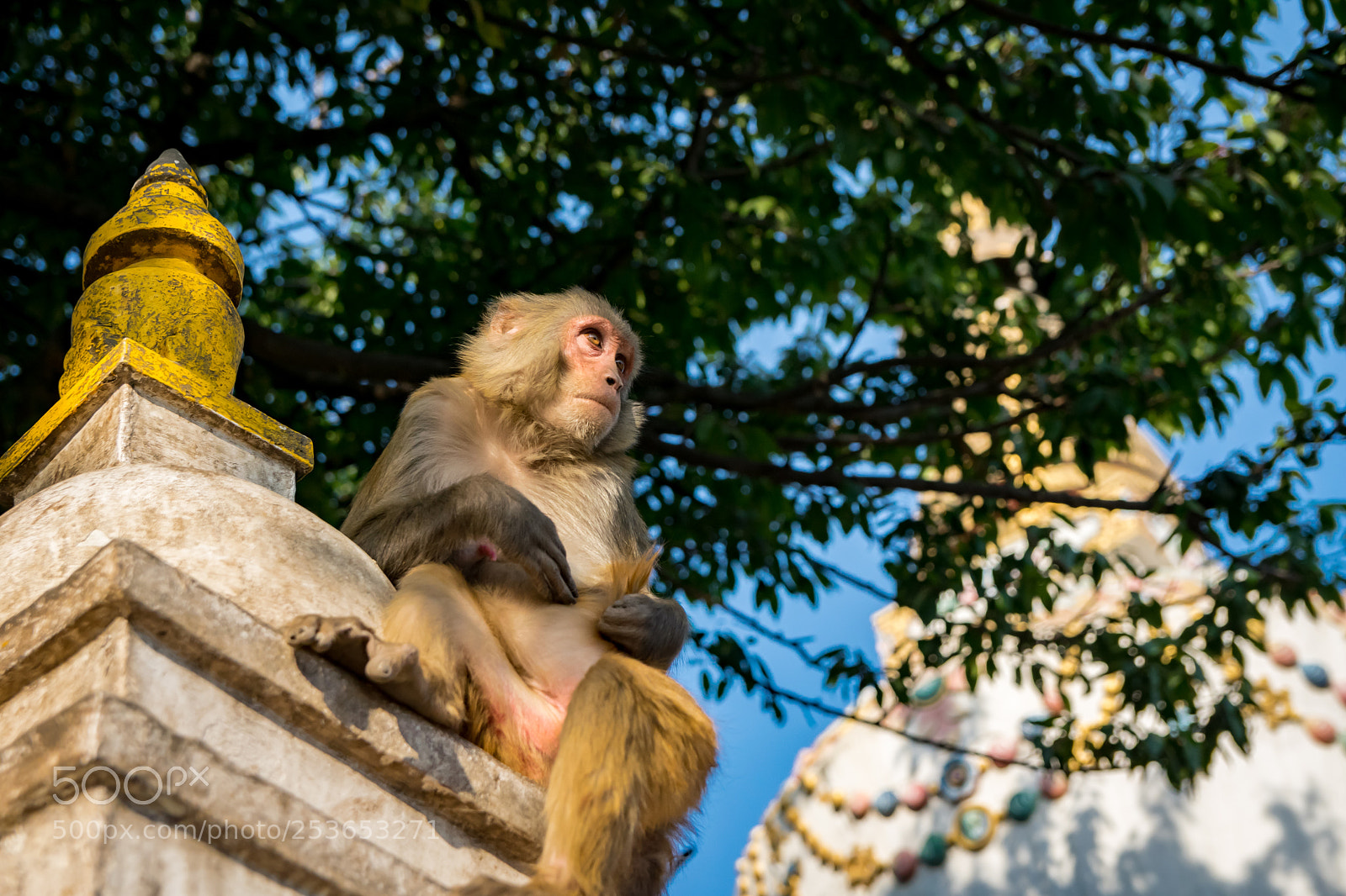 Nikon D5300 sample photo. A monkey on a photography