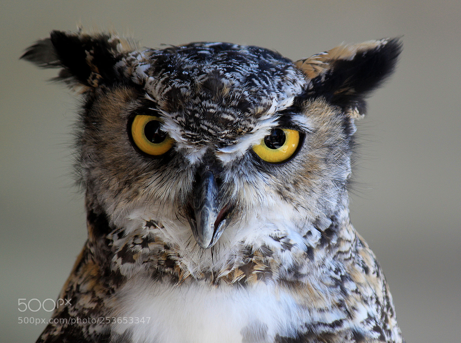 Canon EOS 500D (EOS Rebel T1i / EOS Kiss X3) sample photo. Great horned owl photography