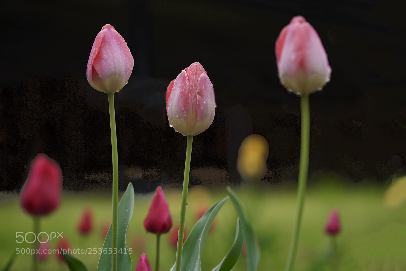 Sony a7R III sample photo. Tulip photography