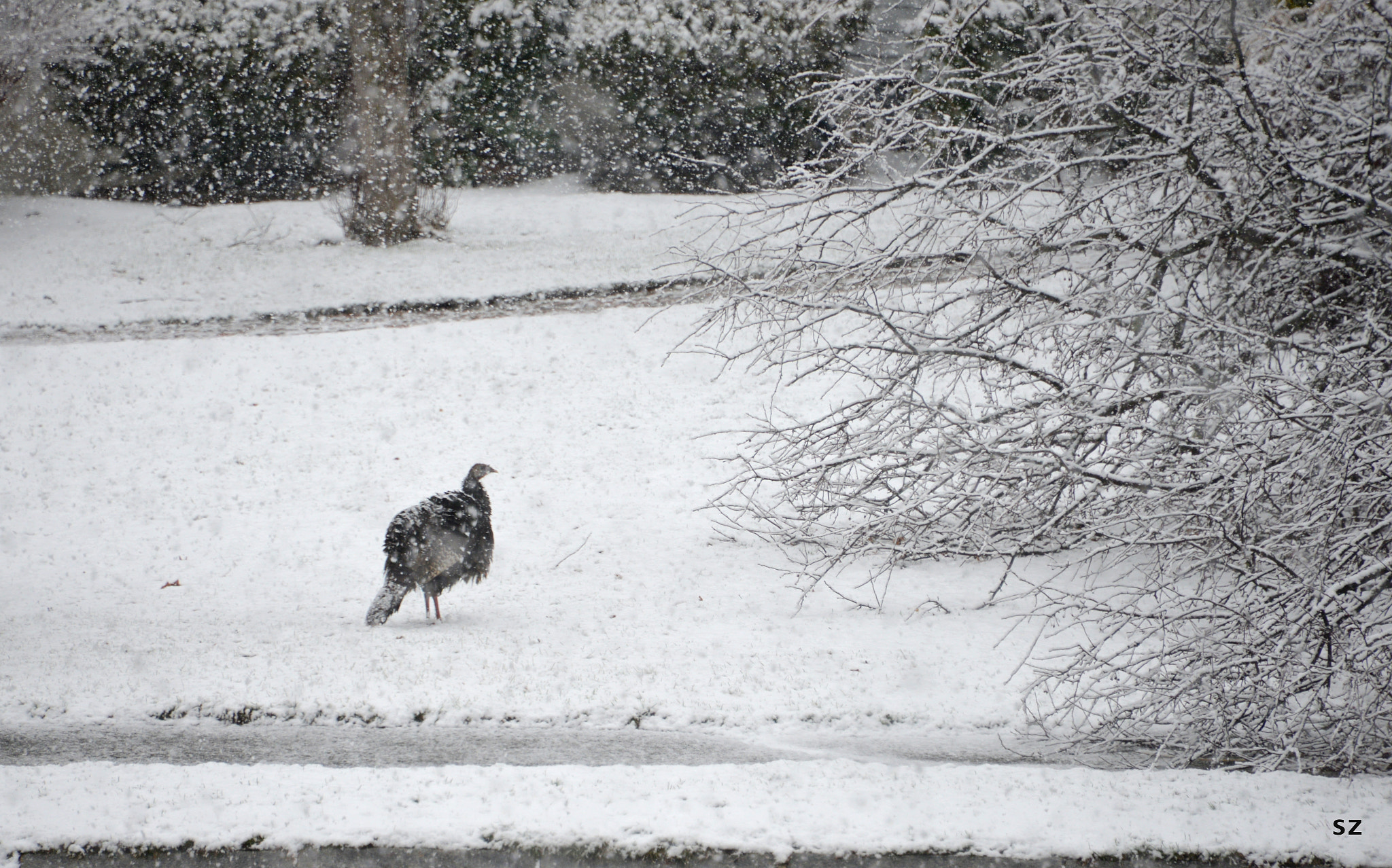 Nikon D610 sample photo. A turkey in snow photography