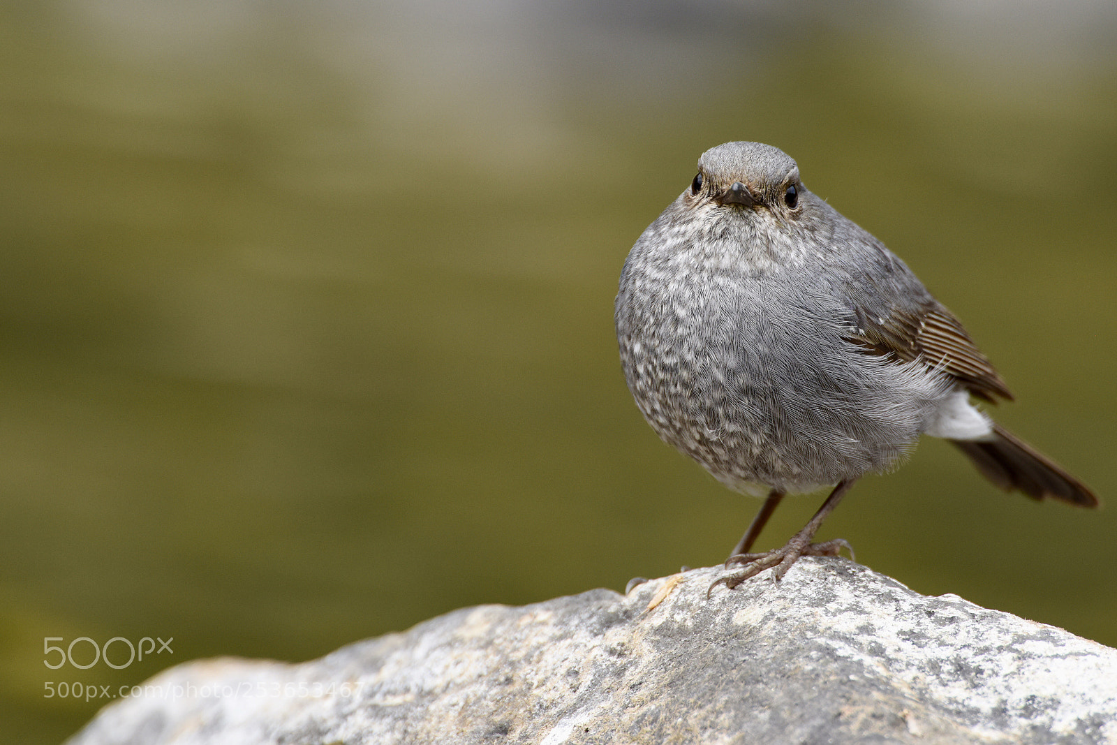 Nikon D810 sample photo. Are you looking at photography