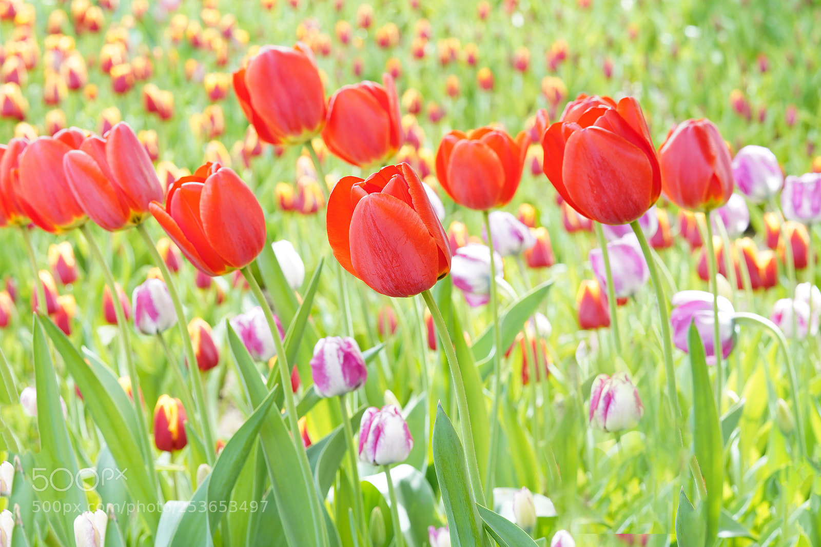 Sony a7R III sample photo. Tulip photography