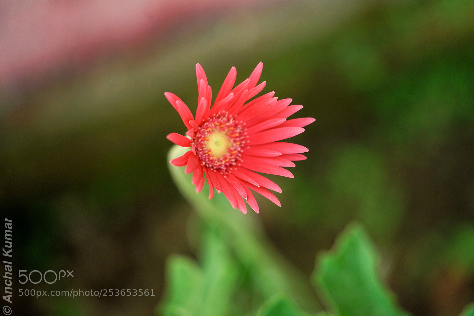 Sony a7 II sample photo. Morning glory  photography