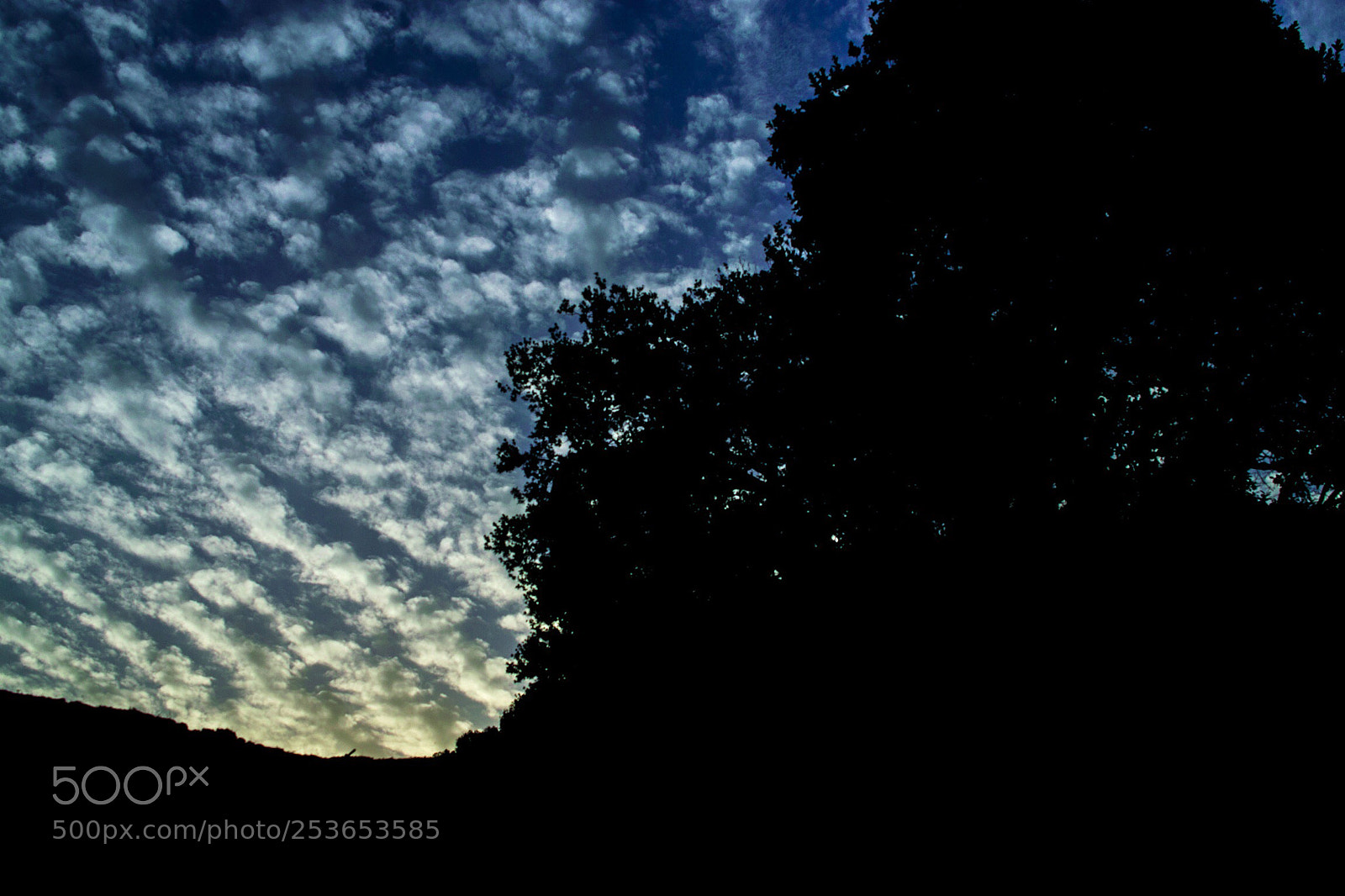 Nikon D5300 sample photo. Treeinlovewiththesunset photography