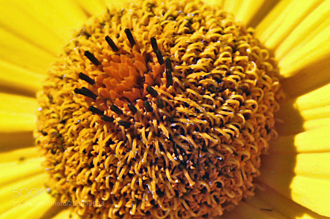 Canon EOS 50D sample photo. Daisy photography
