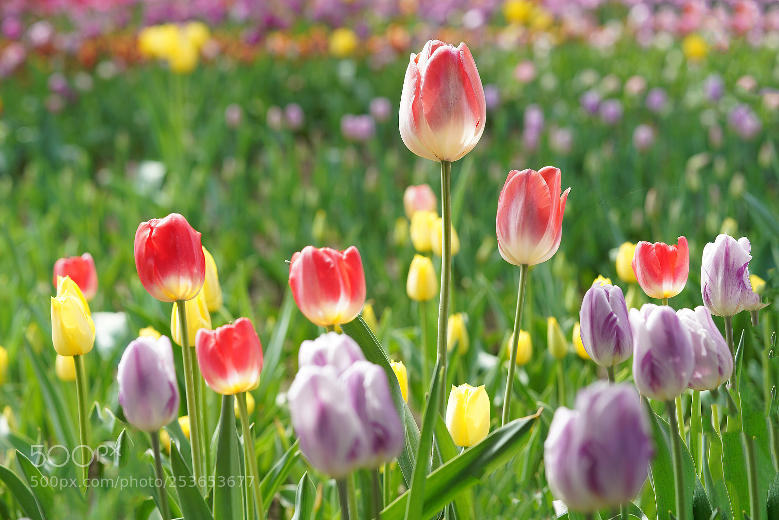 Sony a7R III sample photo. Tulip photography
