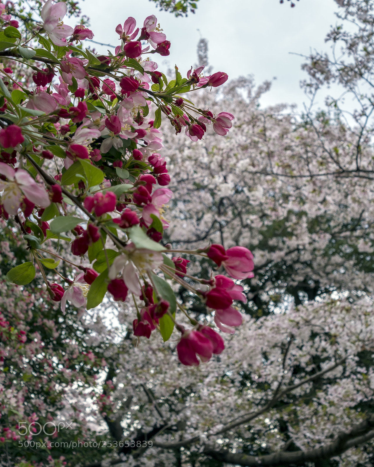 Sony Cyber-shot DSC-RX100 II sample photo. Cherry blossoms photography
