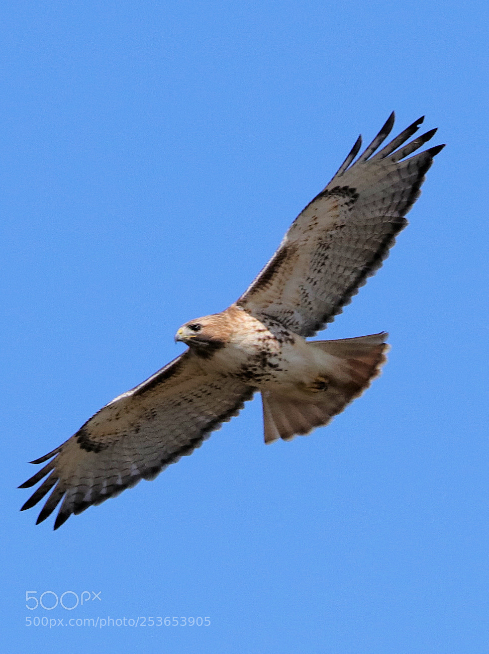 Canon EOS 80D sample photo. Soaring hawk photography