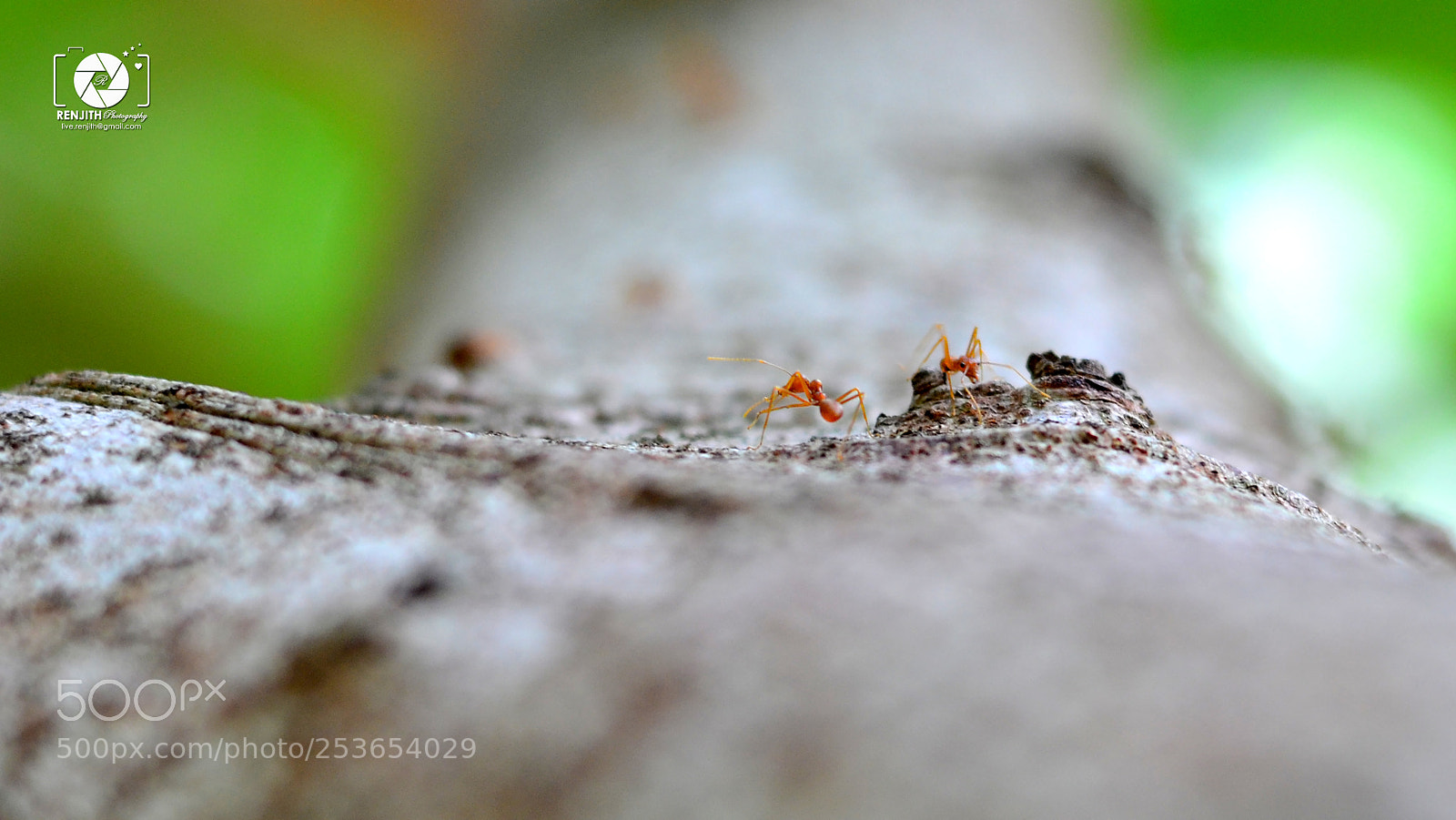 Nikon D5100 sample photo. Ants on a tree photography