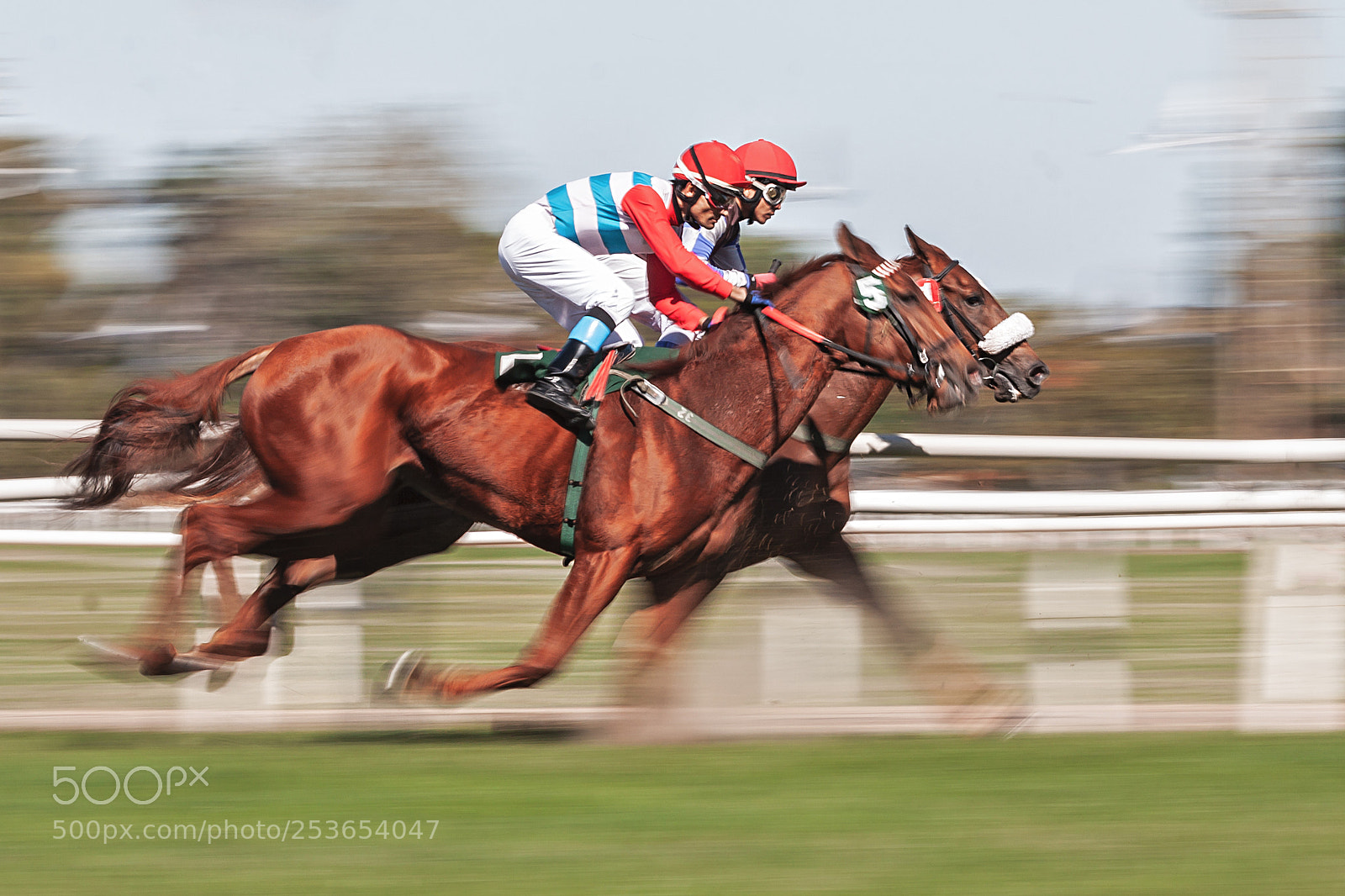 Canon EOS 50D sample photo. Horse race head to photography