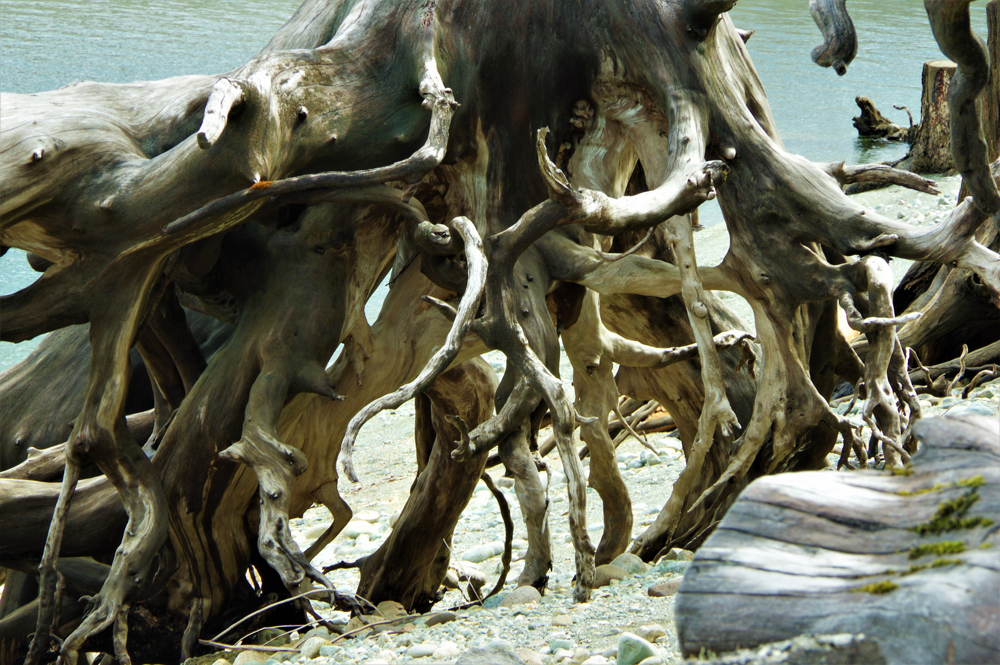 Pentax K-3 sample photo. Marching stump 2 photography