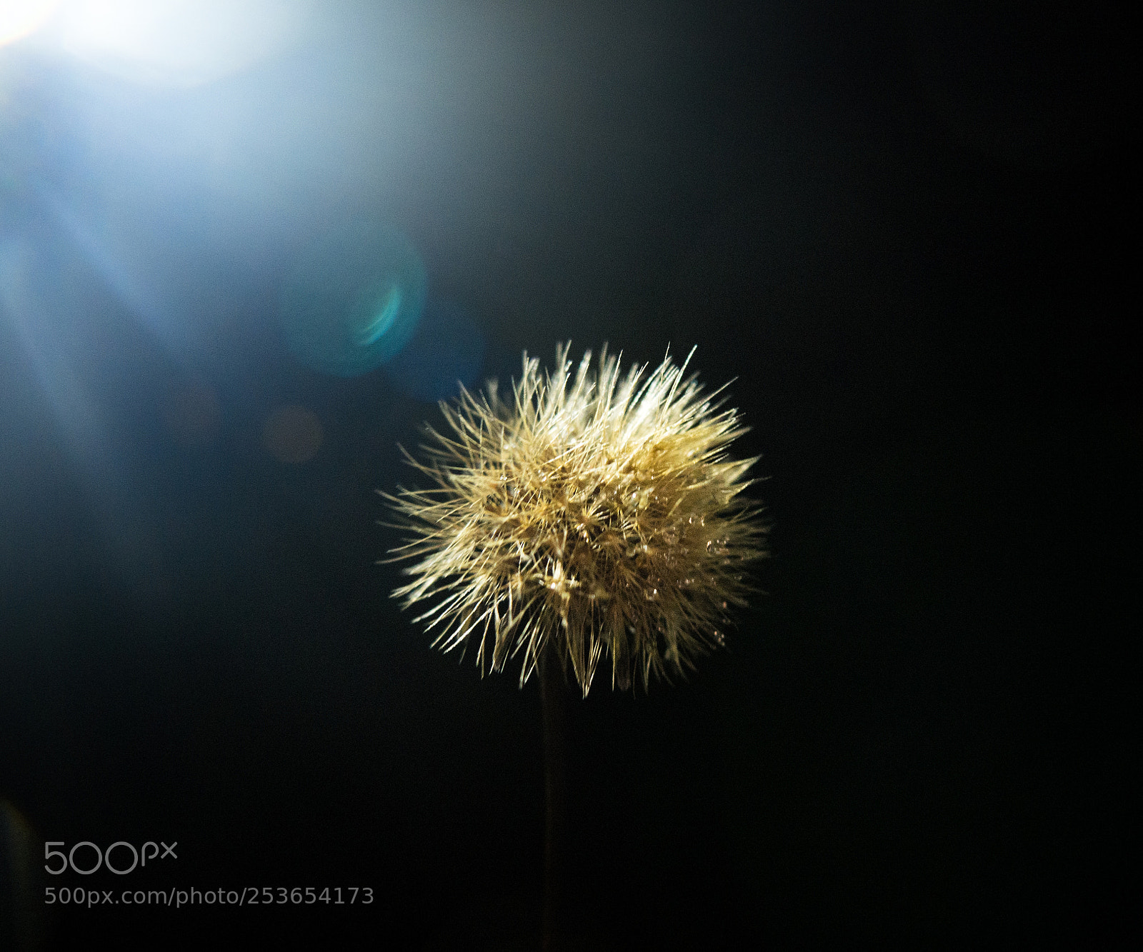 Olympus OM-D E-M10 II sample photo. Flashlight/flower photography