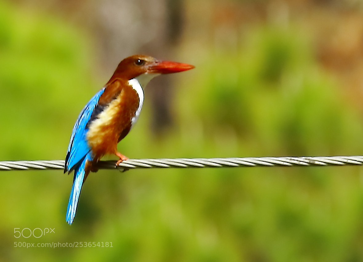Canon EF-S 55-250mm F4-5.6 IS II sample photo. White throated kingfisher photography