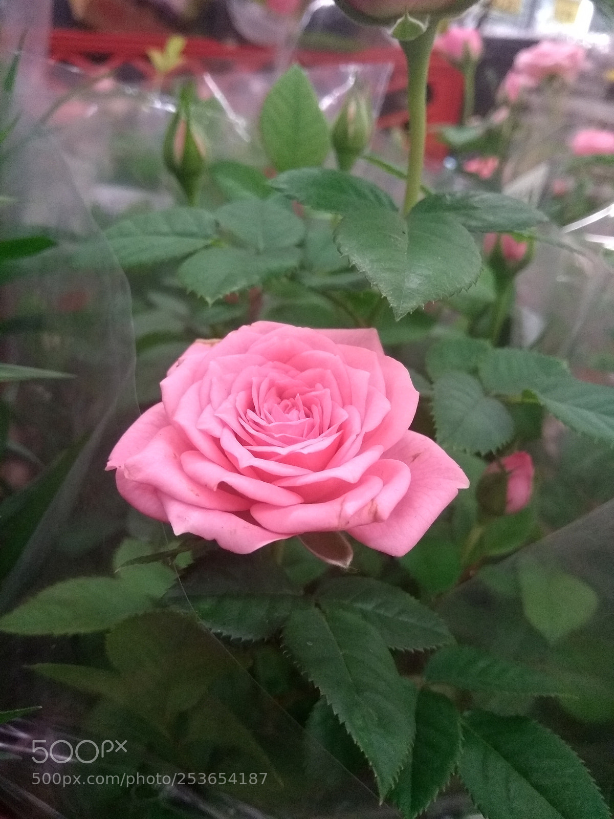 Motorola Moto G (5th Gen) sample photo. Rose photography