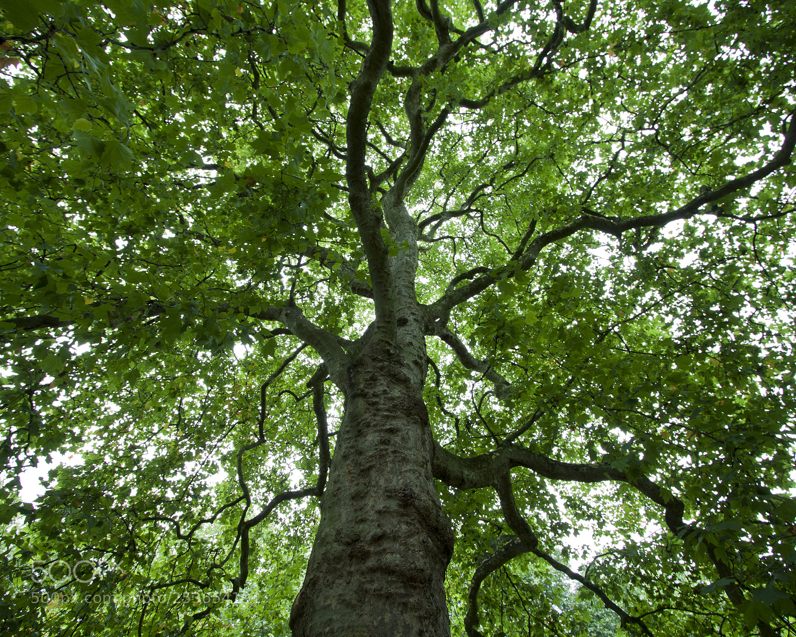 Canon EOS 50D sample photo. London() photography