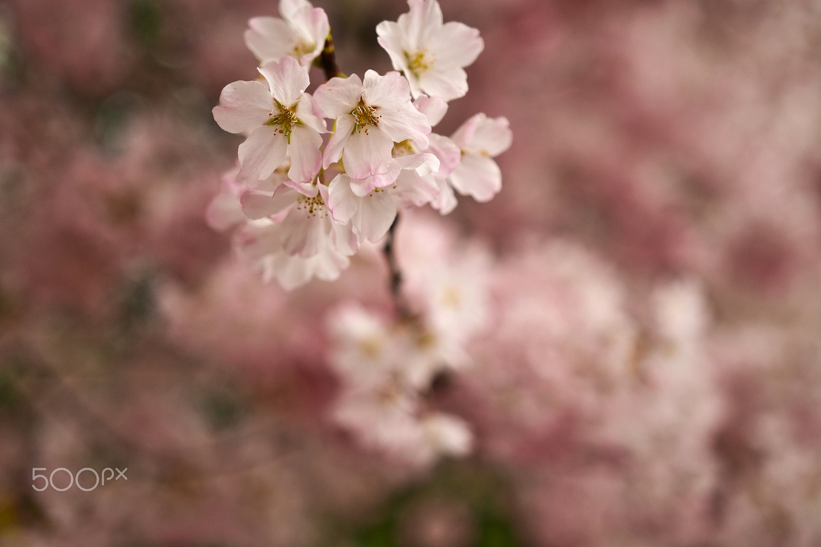Nikon D500 sample photo. Blossom photography