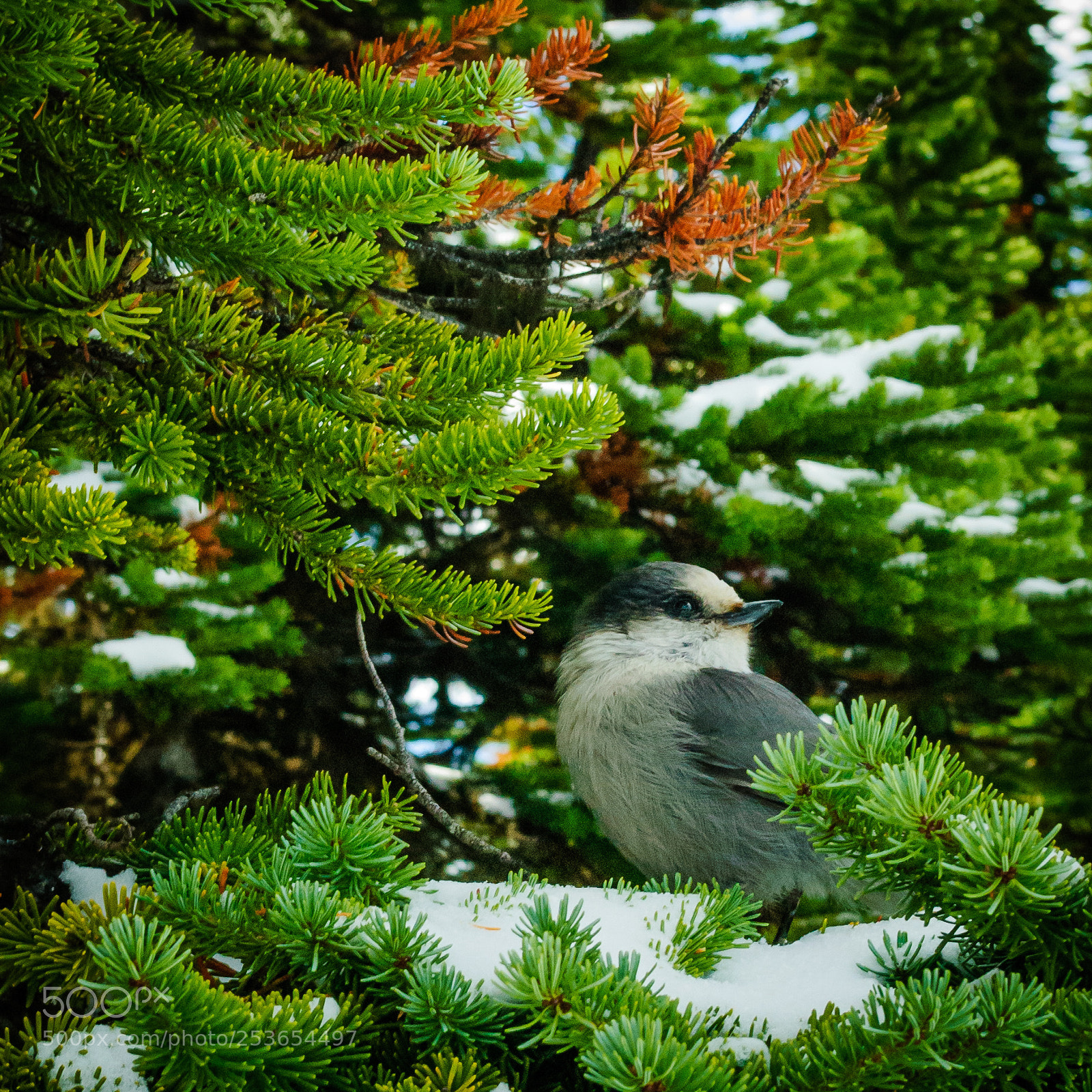 Nikon D60 sample photo. Untitled photography