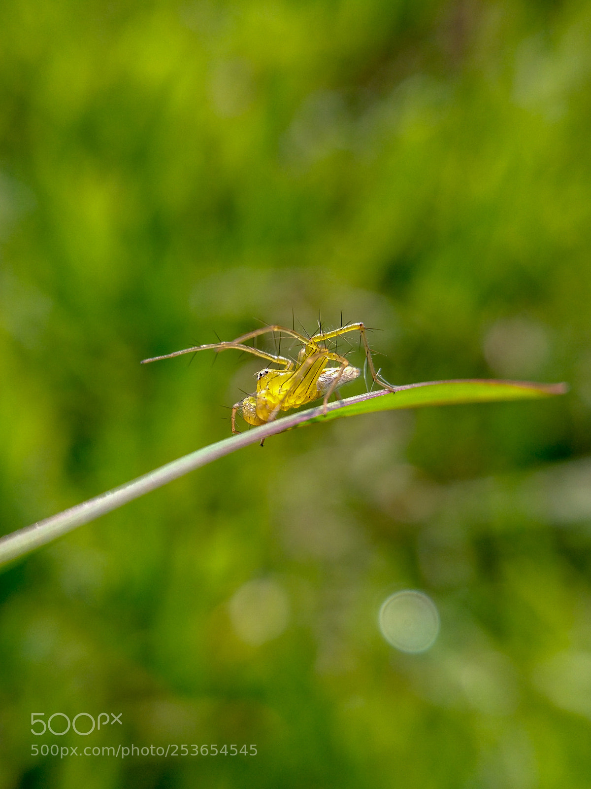 Xiaomi MI 5 sample photo. Spider photography