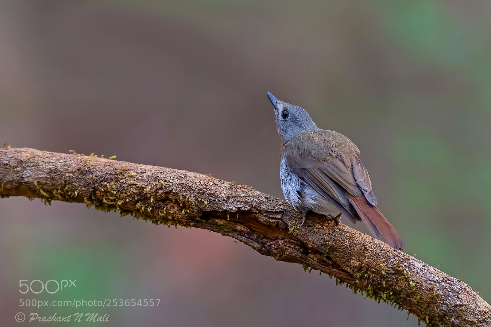 Canon EOS 5D Mark IV sample photo. White-bellied blue flycatcher(f) photography