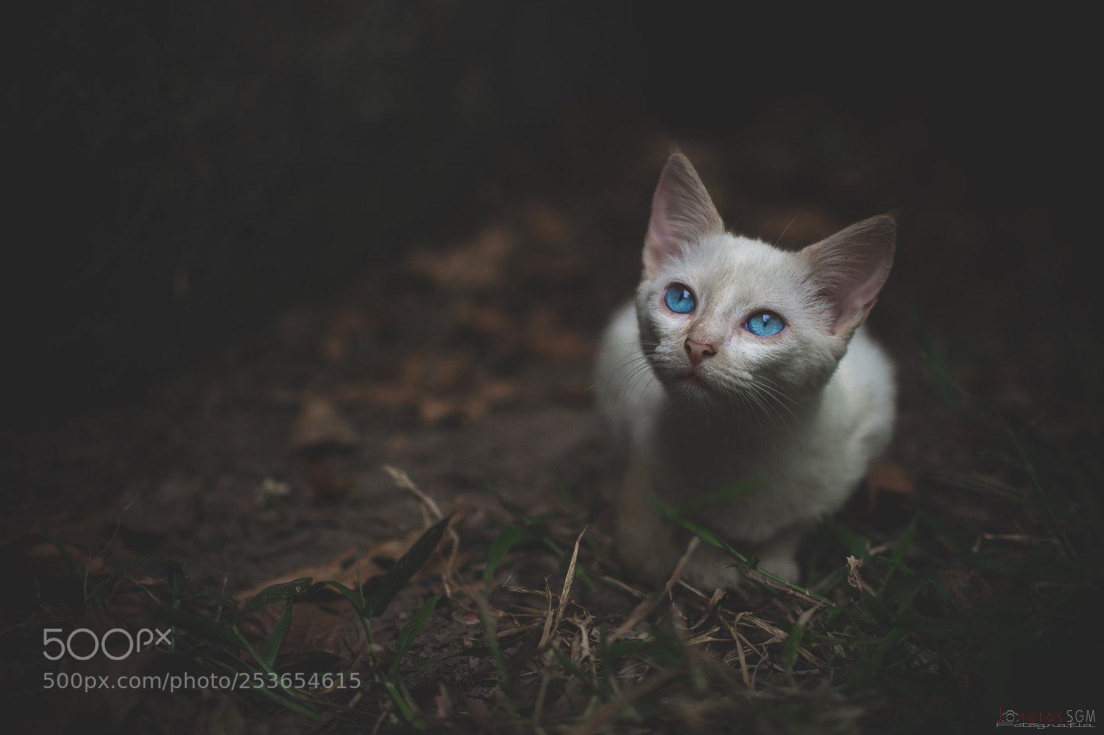Nikon D7100 sample photo. Cat photography