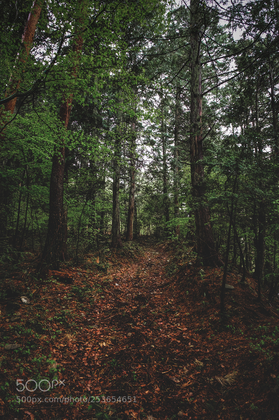 Fujifilm X-T2 sample photo. Forest rain photography