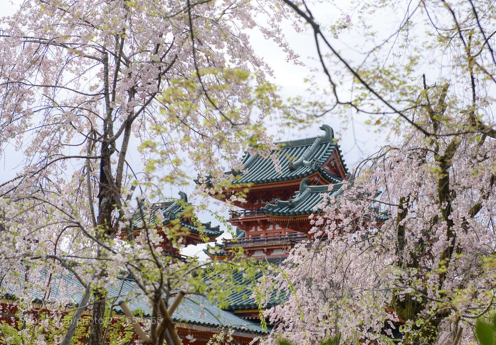 Nikon D850 sample photo. Sakura, the heian shrine photography