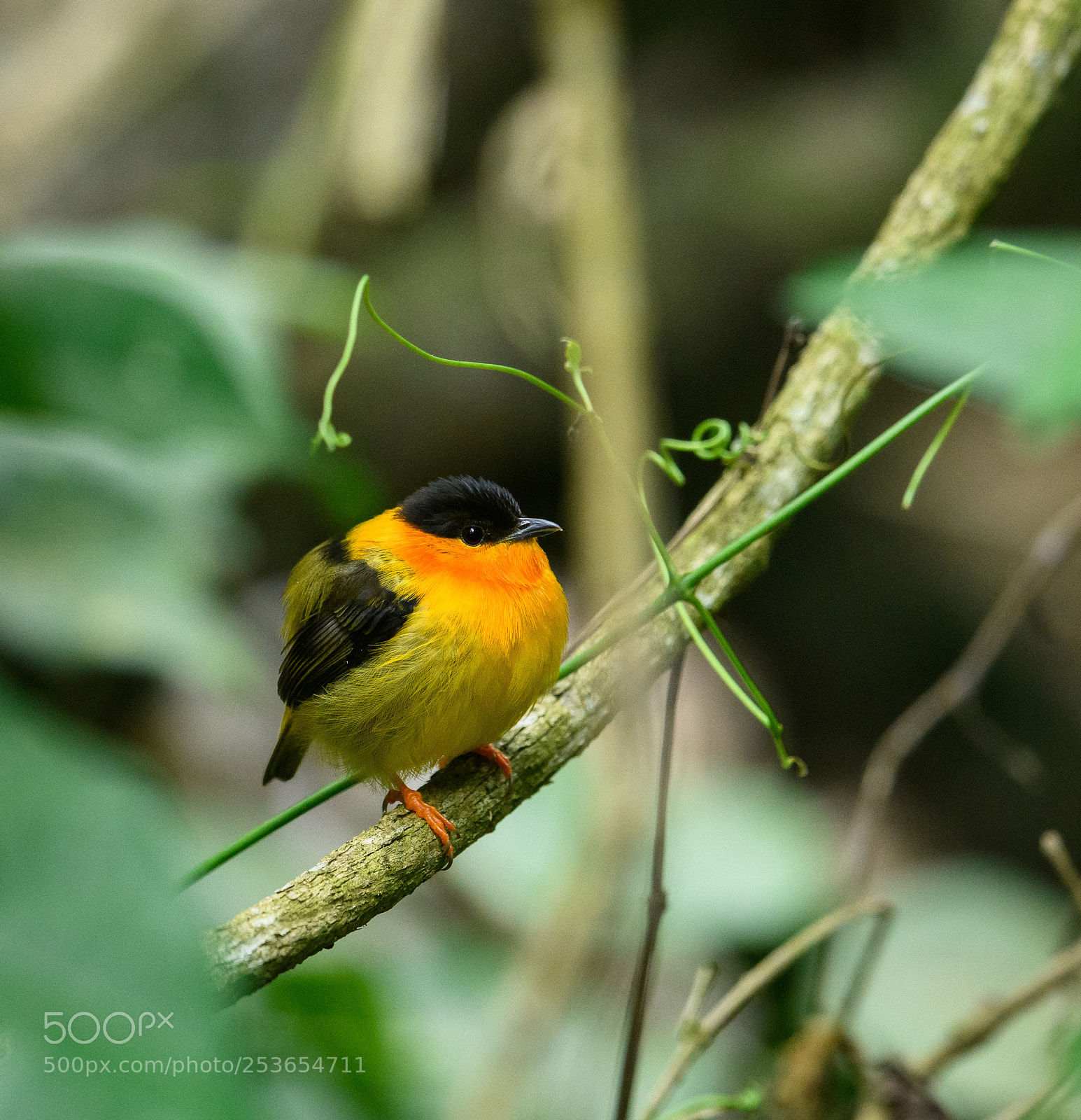 Nikon D850 sample photo. Orange collared manakin photography