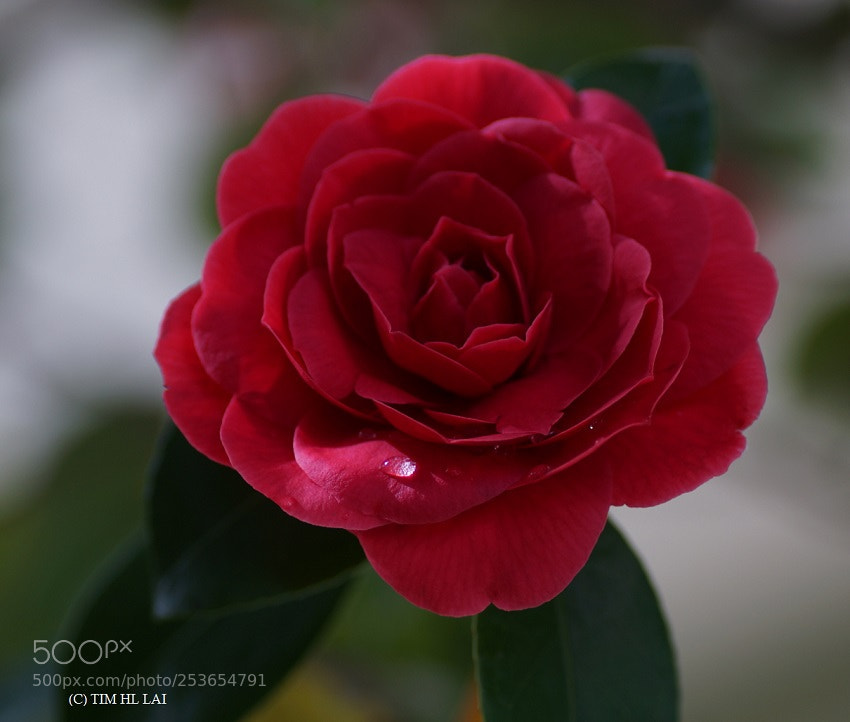Sony SLT-A77 sample photo. Camellia photography