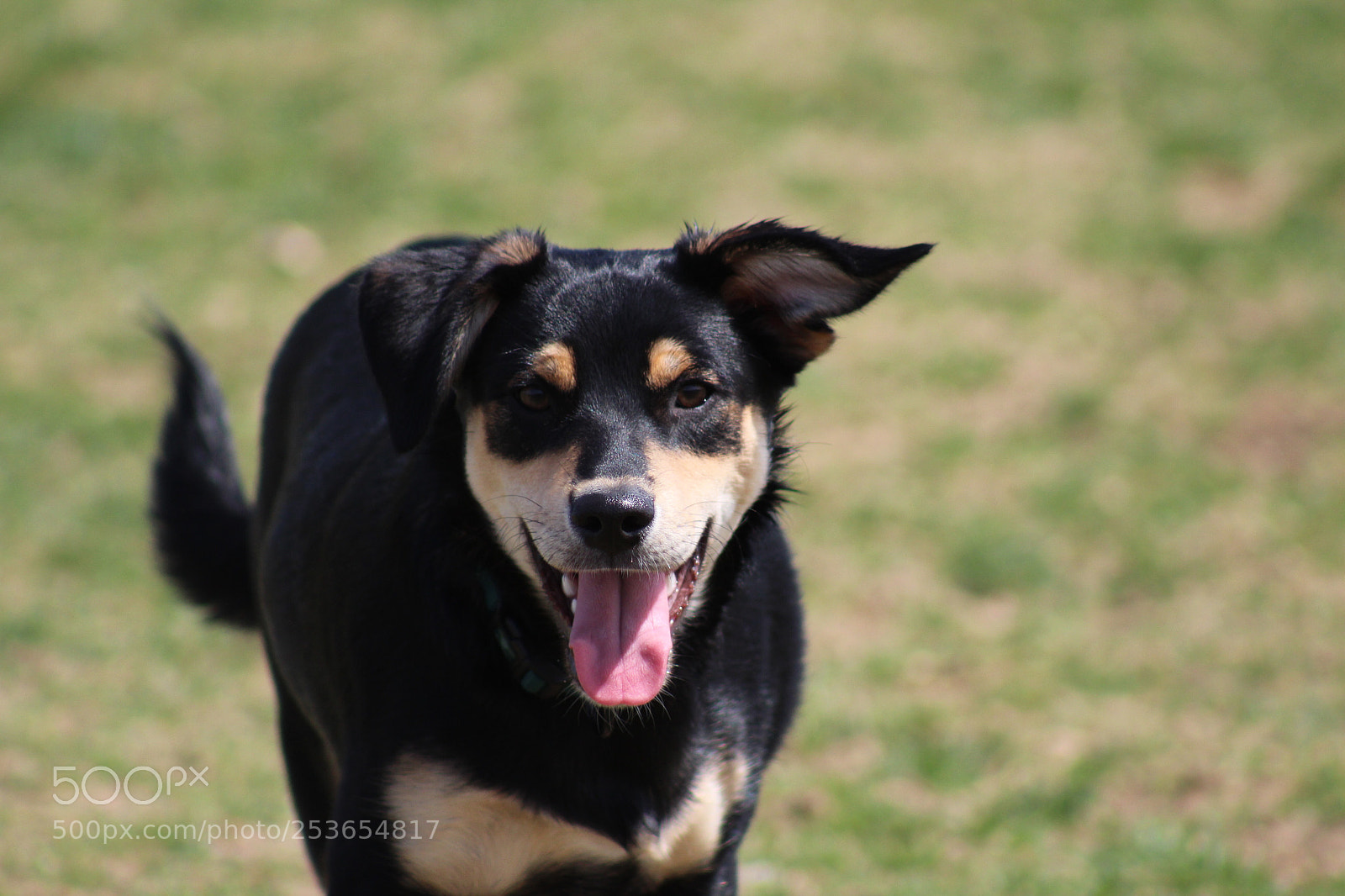 Canon EOS 1300D (EOS Rebel T6 / EOS Kiss X80) sample photo. Buddy photography