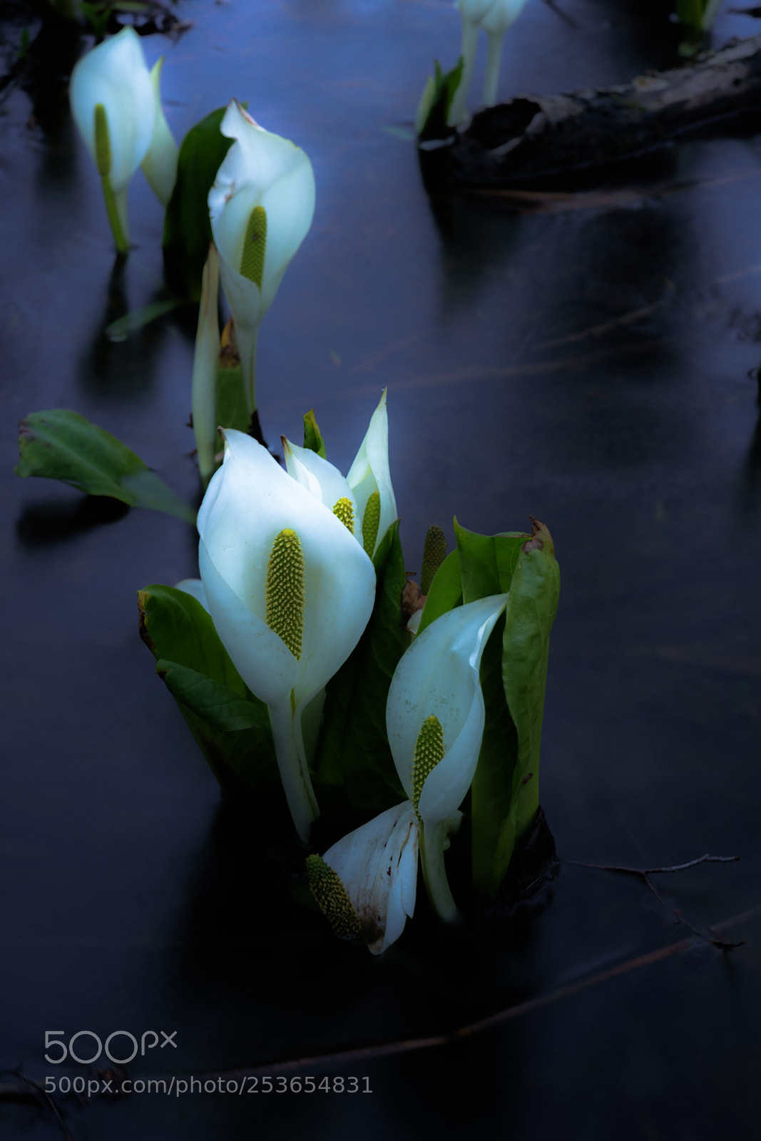 Sony a7R II sample photo. Asian skunk cabbage photography