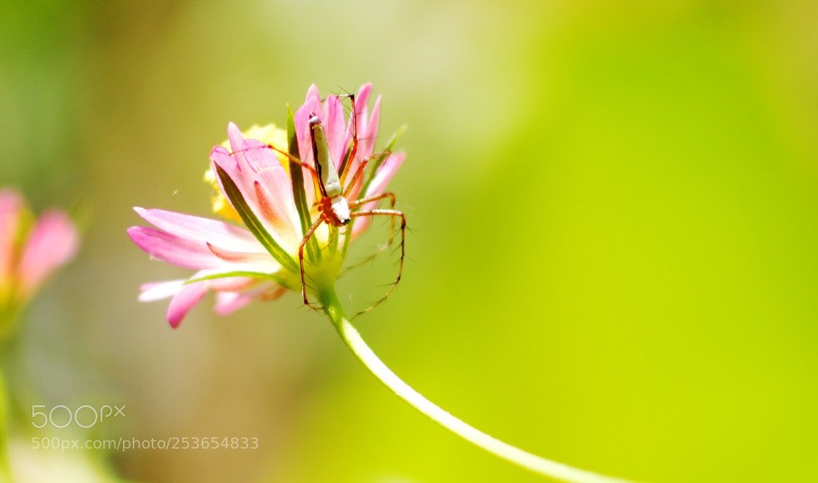 Nikon D3200 sample photo. Little spider photography