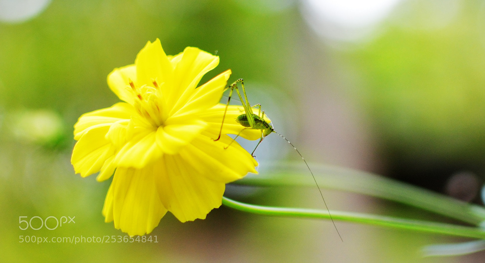 Nikon D3200 sample photo. Walangcilik photography